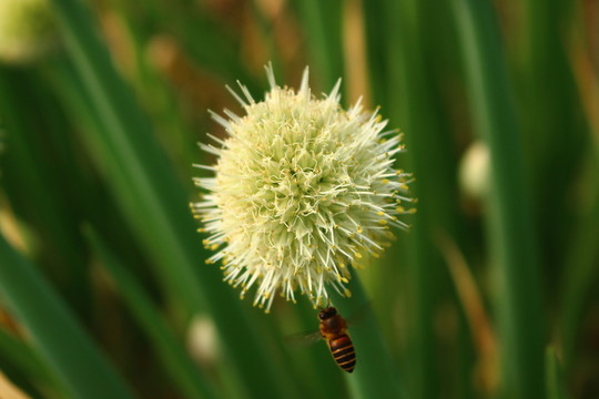 蔥花
