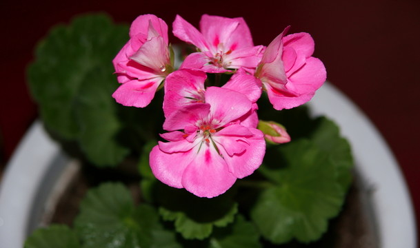 鮮花