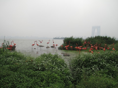 金雞湖 雕塑 景觀