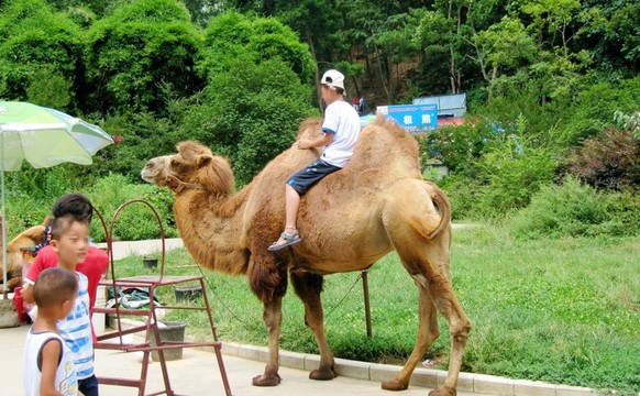 公園 騎駱駝