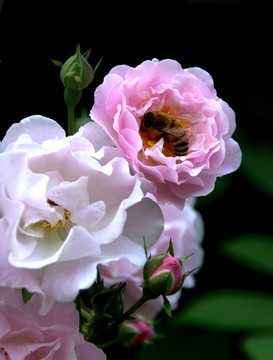 薔薇花