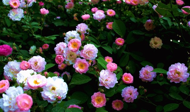 薔薇花