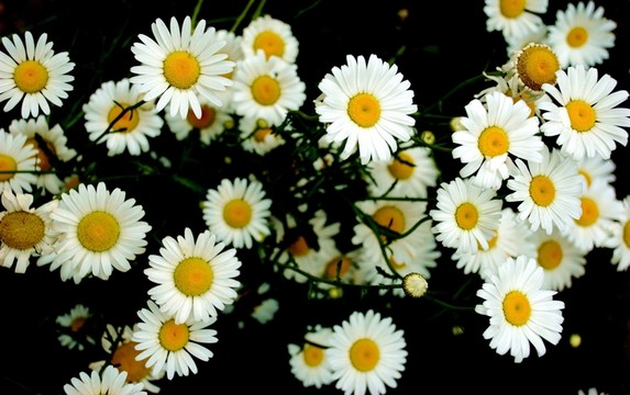 野菊花