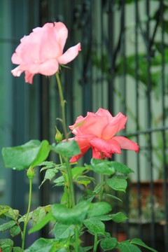 玫瑰 庭院玫瑰 玫瑰花