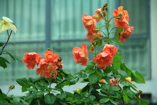 玫瑰 庭院玫瑰 玫瑰花