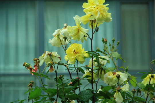 玫瑰 庭院玫瑰 玫瑰花