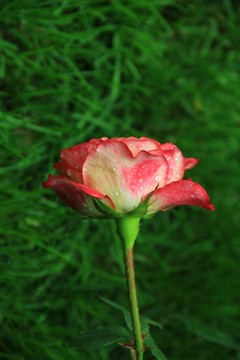 玫瑰 庭院玫瑰 玫瑰花