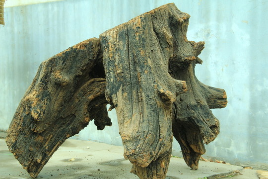 樹(shù)根  古樹(shù)根 滄桑樹(shù)根