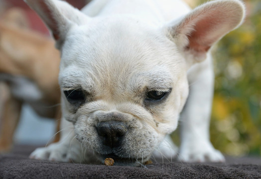斗牛犬