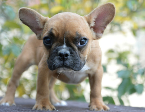 斗牛犬
