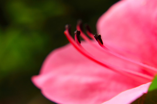 花芯