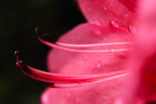 花芯