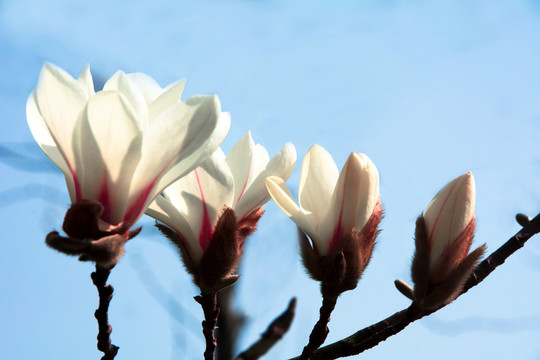 玉蘭花