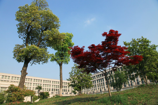 綠樹