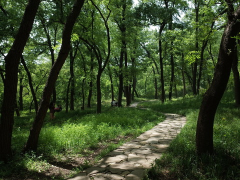 林間小路