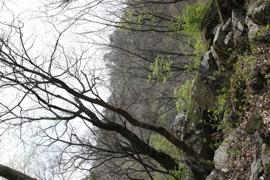 森林公園