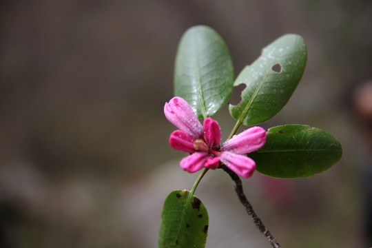 杜鵑花