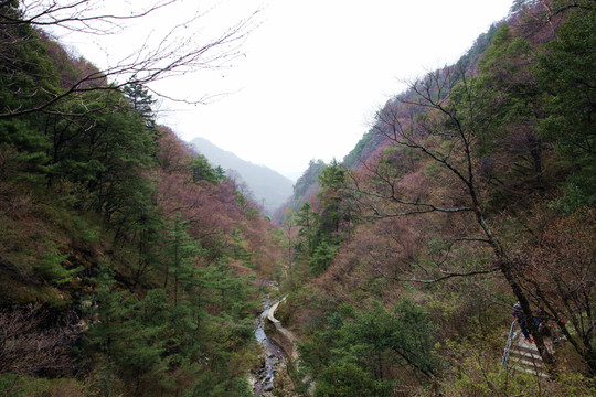 朱雀森林公園