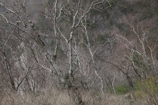 朱雀森林公園