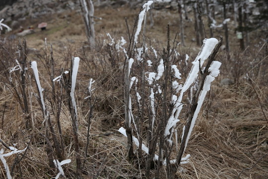 朱雀森林公園