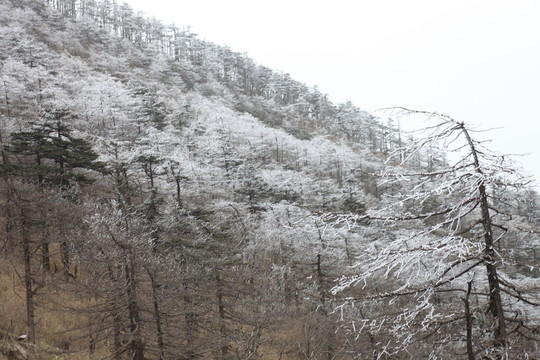 朱雀森林公園