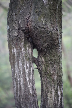 朱雀森林公園