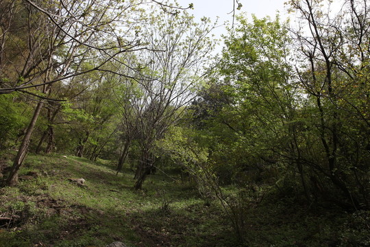 朱雀森林公園