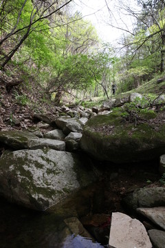 朱雀森林公園