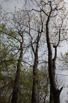砸森林公園