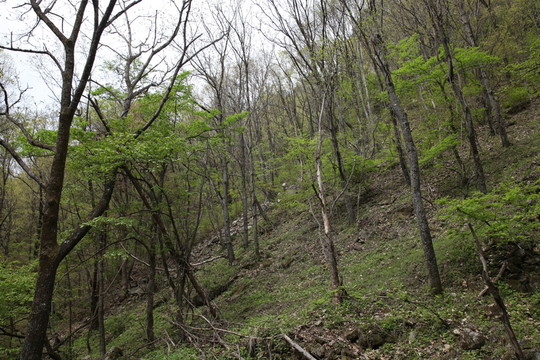 朱雀森林公園