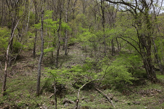 朱雀森林公園
