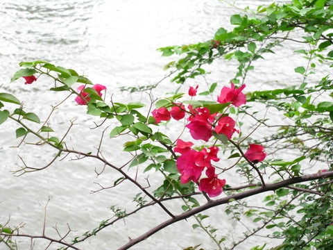 杜鵑花