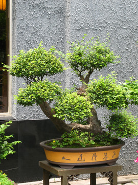 松樹
