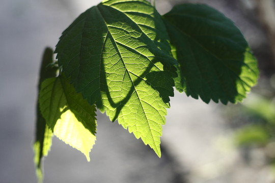 樹葉