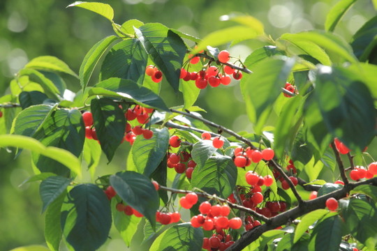 紅櫻桃