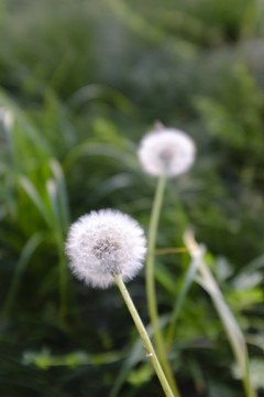 蒲公英