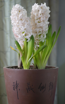 風(fēng)信子與花盆