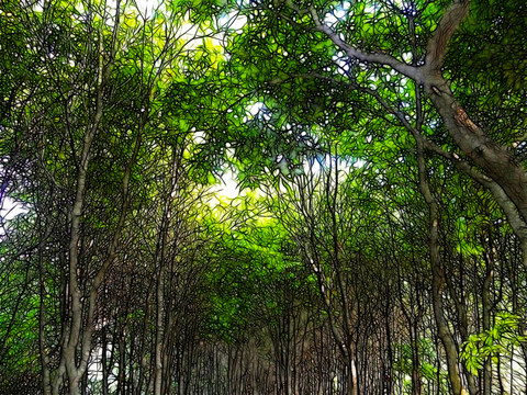 綠樹(shù)成陰