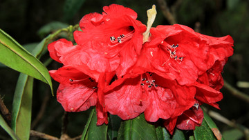 紅色高山杜鵑花