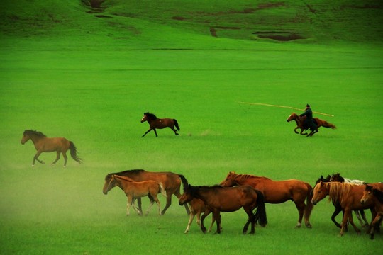 蒙古族草原套馬 馬群 牧場