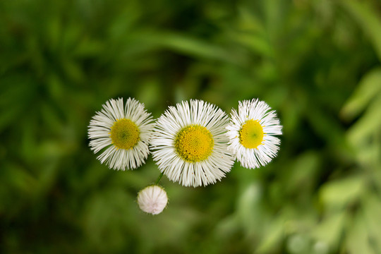 野花 白菊 雛菊