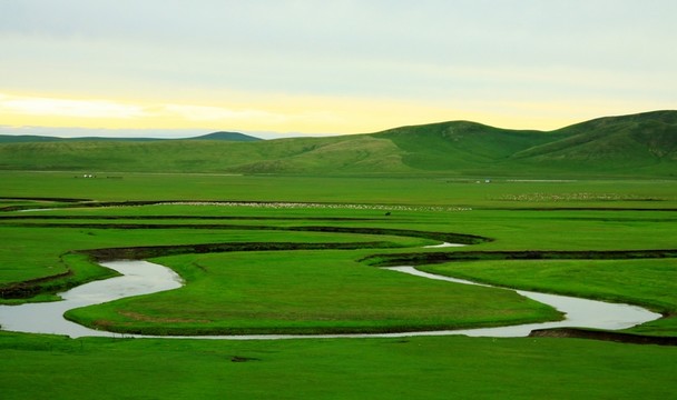 草原 牧場 羊群 河流