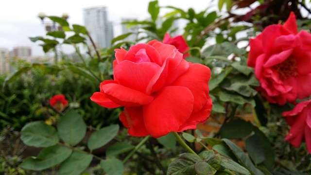 紅玫瑰