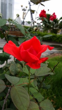 紅玫瑰