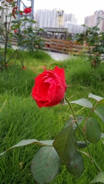 紅玫瑰