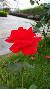 紅玫瑰