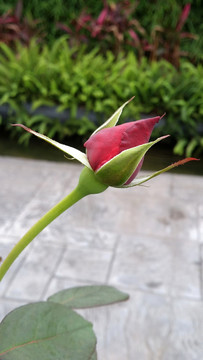 紅玫瑰花芯
