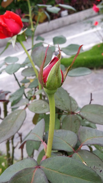 紅玫瑰花芯