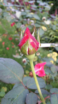紅玫瑰花芯