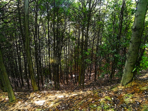 森林公園